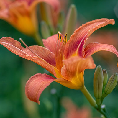 Orange Daylilly